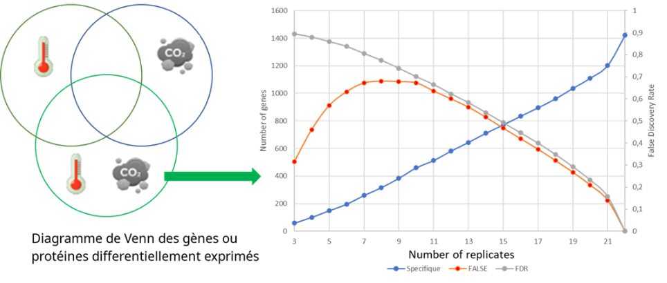 &Eacute;volution du nombre de vrais et faux DEG sp&eacute;cifiques en fonction du nombre de r&eacute;plicats. (&agrave; gauche)  Diagramme de Venn des DEG en stress simple et combin&eacute;; (&agrave; droite) Nombre de g&egrave;nes correc-tement identifi&eacute;s comme sp&eacute;cifiques (bleu), faussement identifi&eacute;s comme sp&eacute;cifiques (rouge) et faus-sement identifi&eacute;s comme diff&eacute;rentiels (gris) en fonction du nombre de r&eacute;plicats.