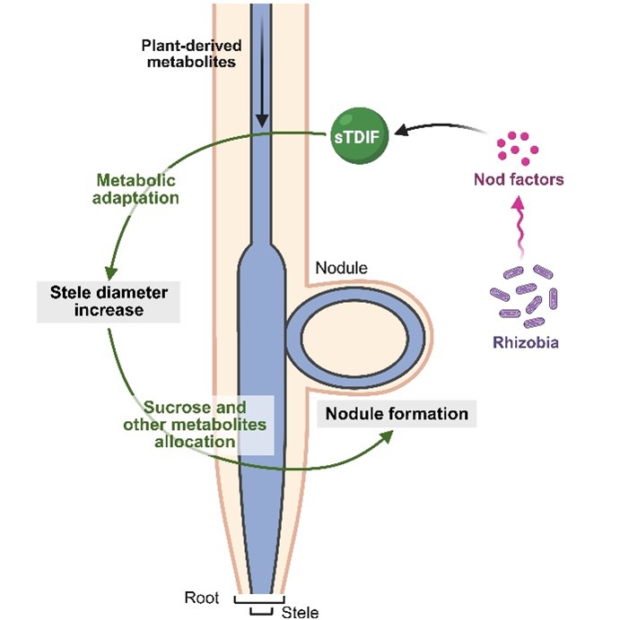 Modèle décrivant l'effet promoteur sur la nodulation symbiotique des peptides de signalisation TDIF en augmentant le diamètre du cylindre central racinaire et en adaptant le métabolisme primaire